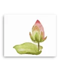 Lotus Bud Canvas Print Wall Art