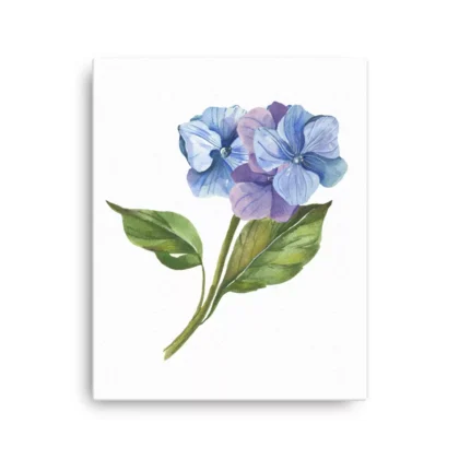 Hydrangea Buds Canvas Print Wall Art