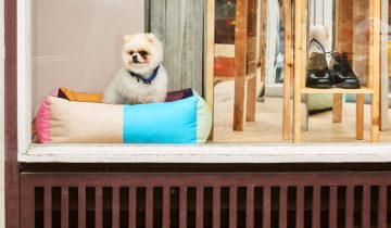 Design accessories for dogs? Discover HAY Dogs
