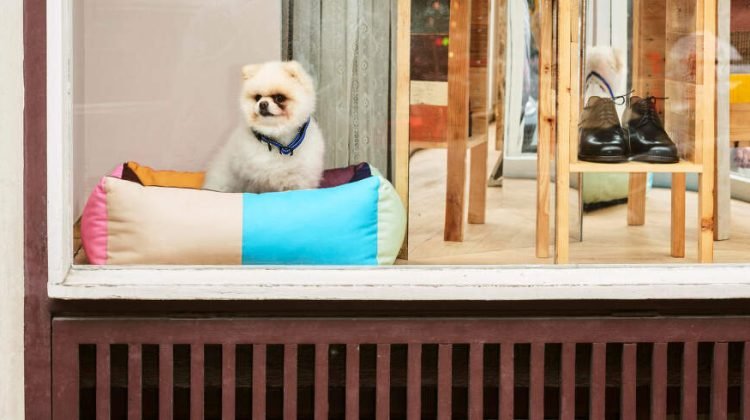 Design accessories for dogs? Discover HAY Dogs