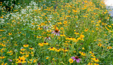 3 Meadow Gardens With Flowers for Pollinators