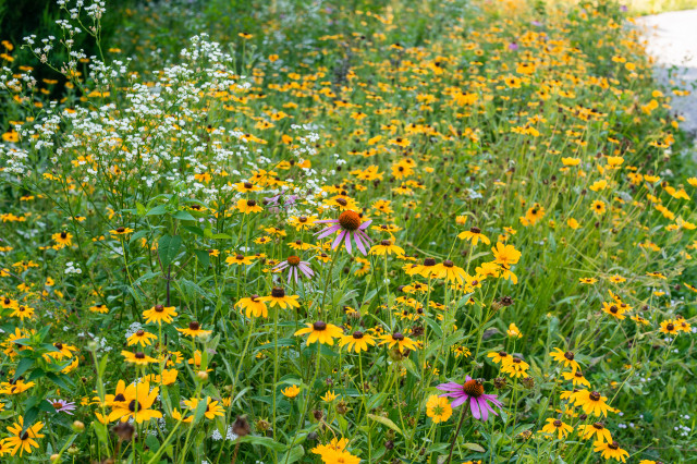 7 Small, Affordable Updates to Enhance Your Yard This Spring