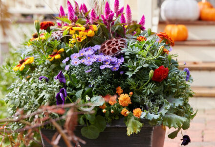 How to Help Your Garden Survive a Heat Wave